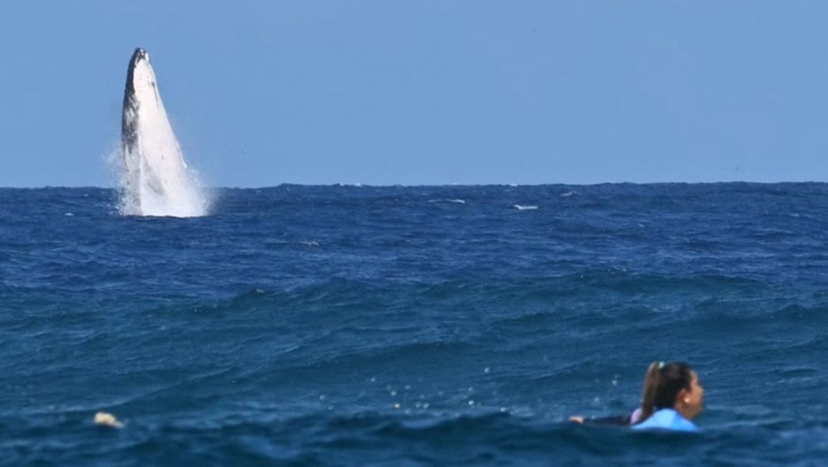 Whale breach steals show during Paris Olympics surfing in Tahiti