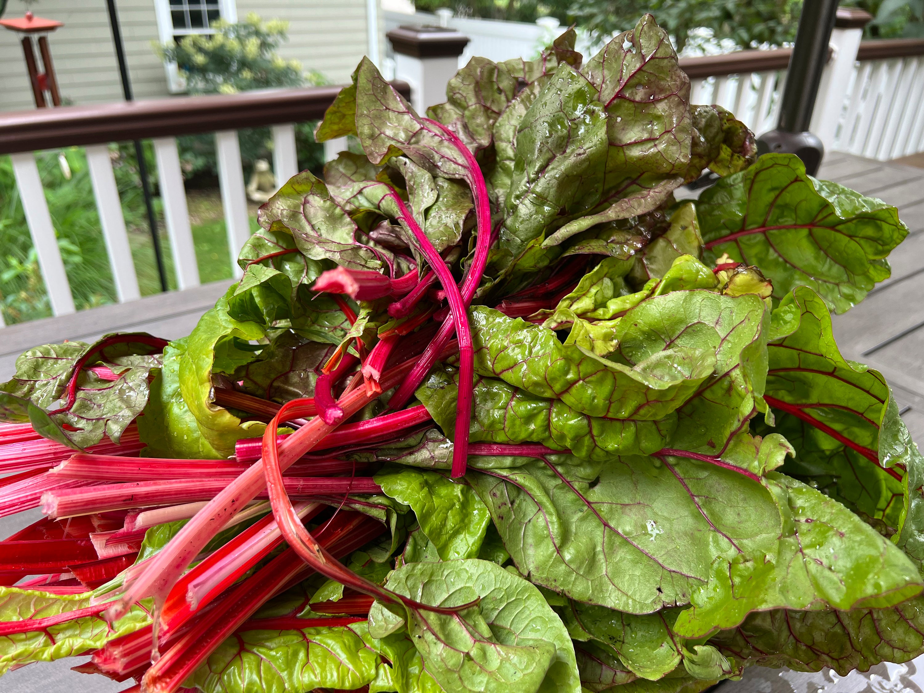 Gardening-Fall Vegetables