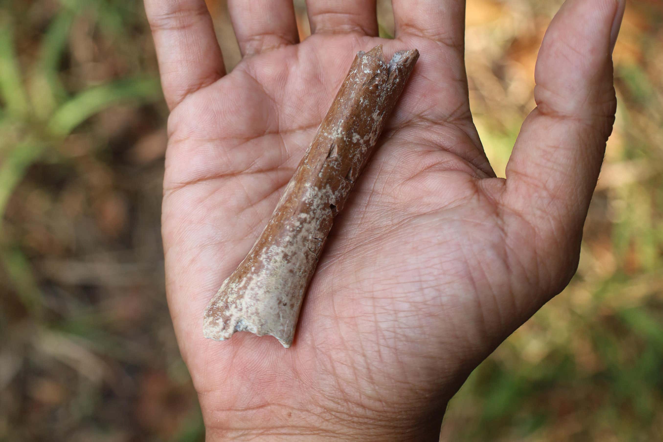 The upper arm bone fragment excavated at the Mata Menge archaeological site in Flores, Indonesia (University of Tokyo/PA)