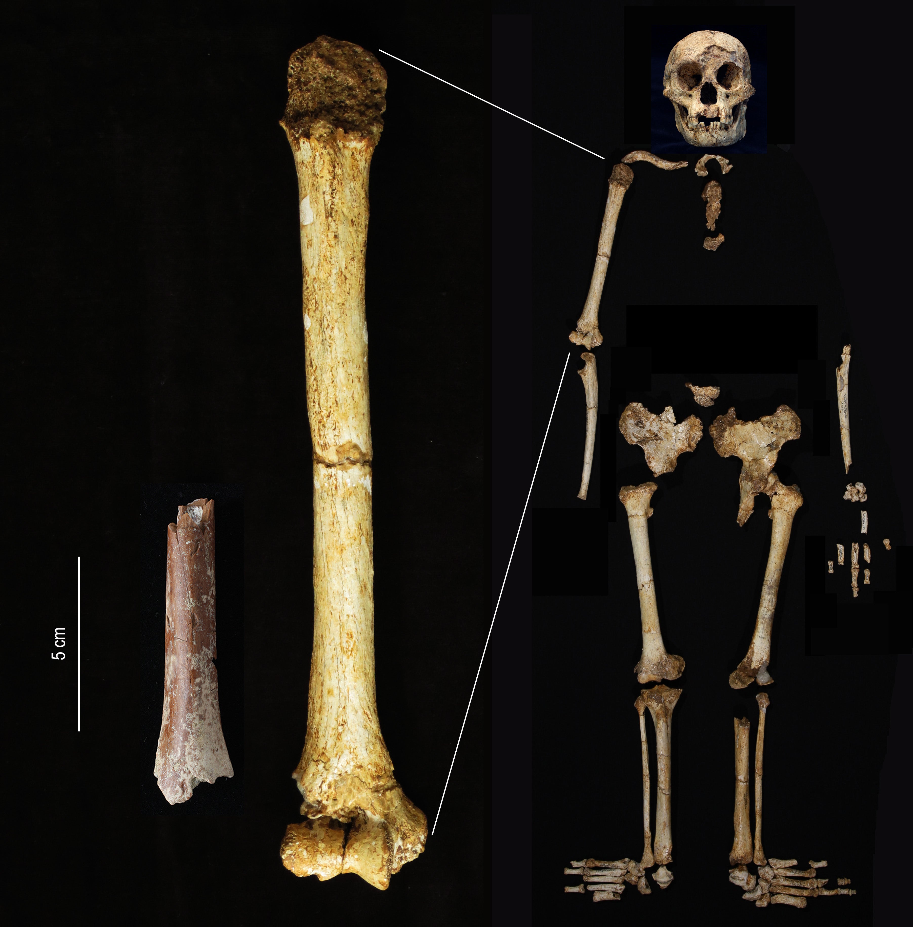 The Mata Menge upper arm bone fragment, left, shown at the same scale as the humerus of Homo floresiensis (Yousuke Kaifu/University of Tokyo)