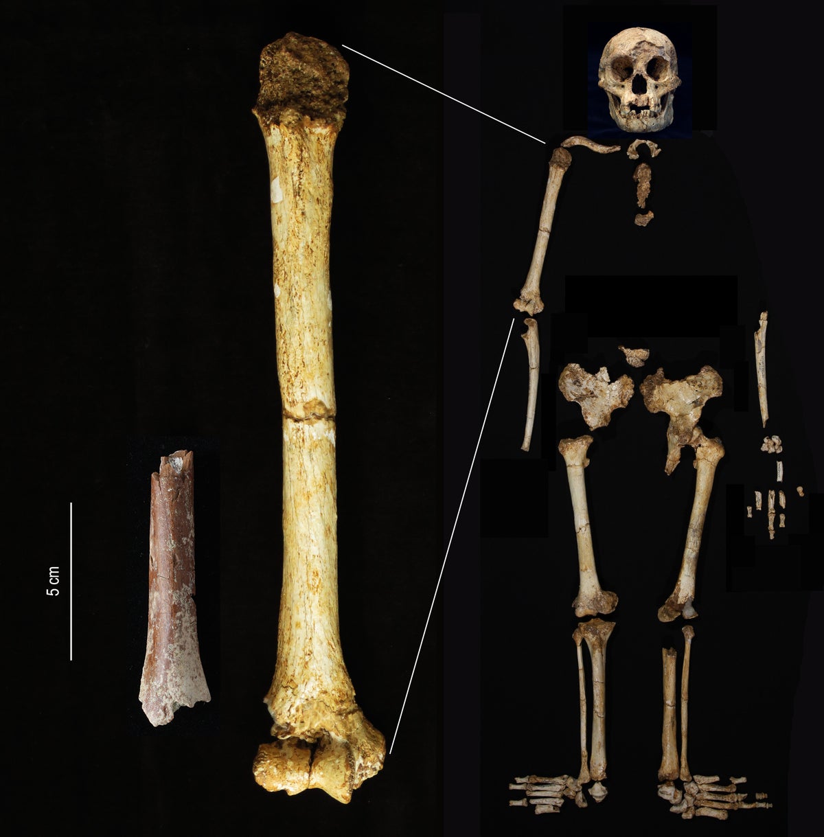Discovery of smallest ever limb bone sheds light on origin of tiny ancient Hobbit humans