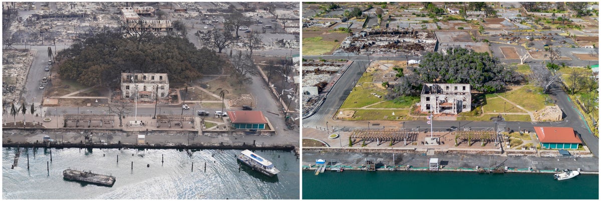 How Lahaina's more than 150-year-old banyan tree is coming back to life after devastating fire