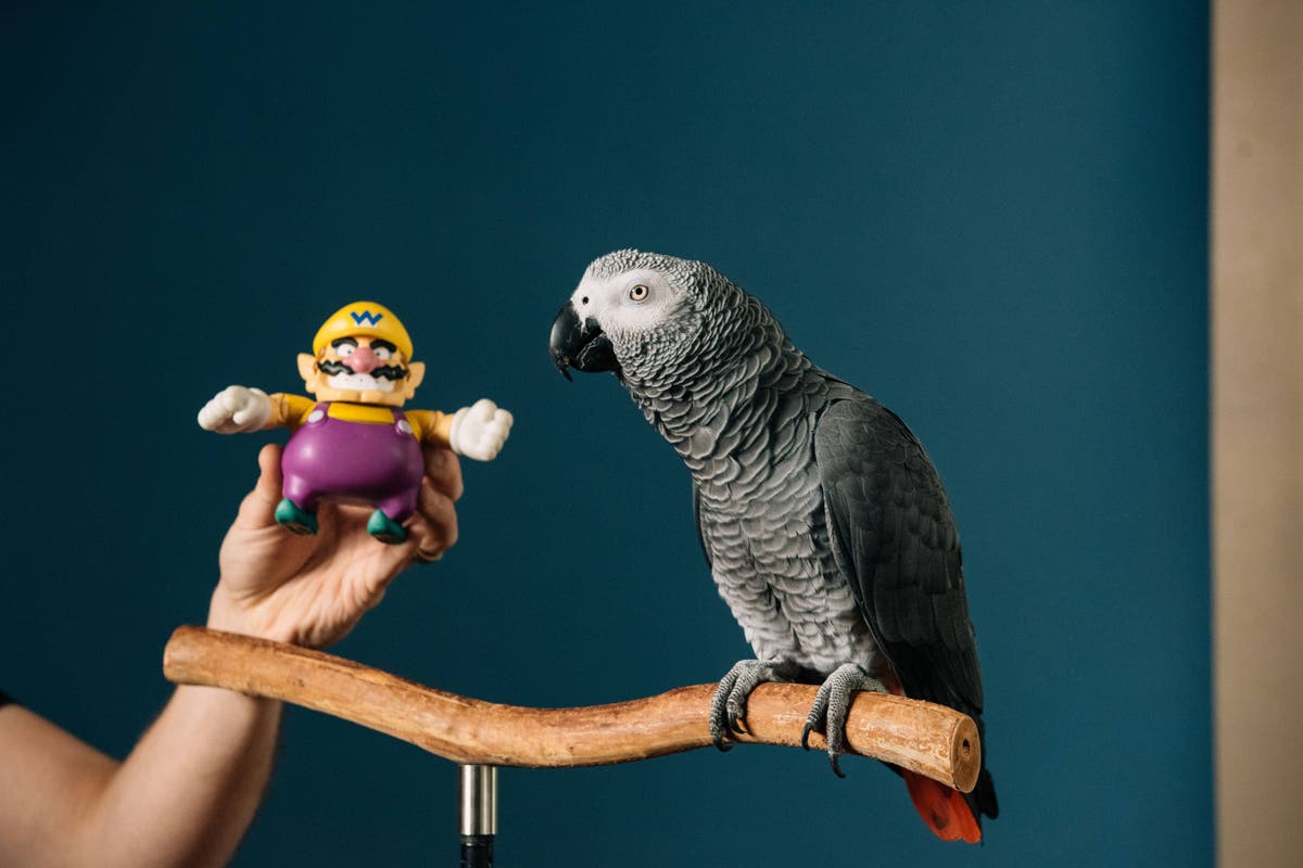 Apollo the Parrot Sets World Record