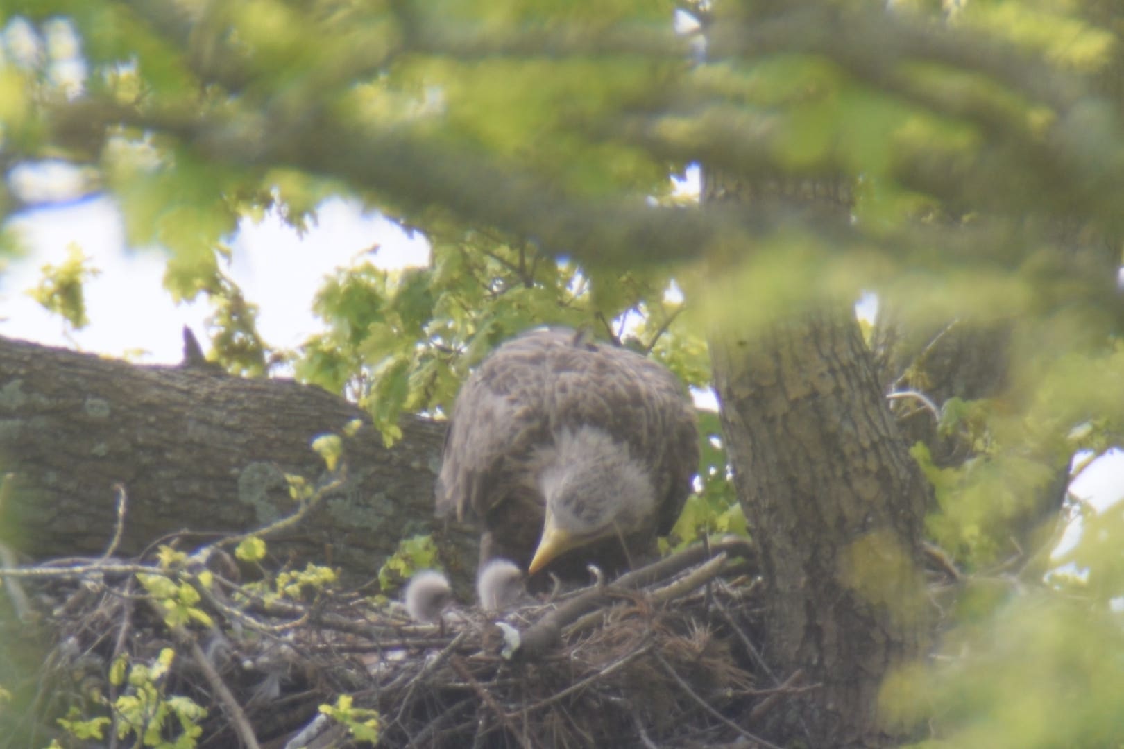 The two chicks in the nest with one of their parents (Forestry England/Crown copyright/PA)