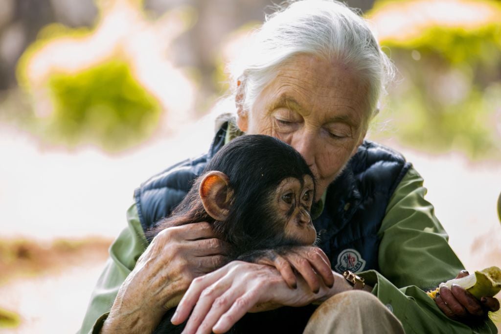 Primatologist Jane Goodall with baby chimpanzee Jakayo during a visit to the Chimpanzee Rescue Center in Entebbe, Uganda, on June 9, 2018.