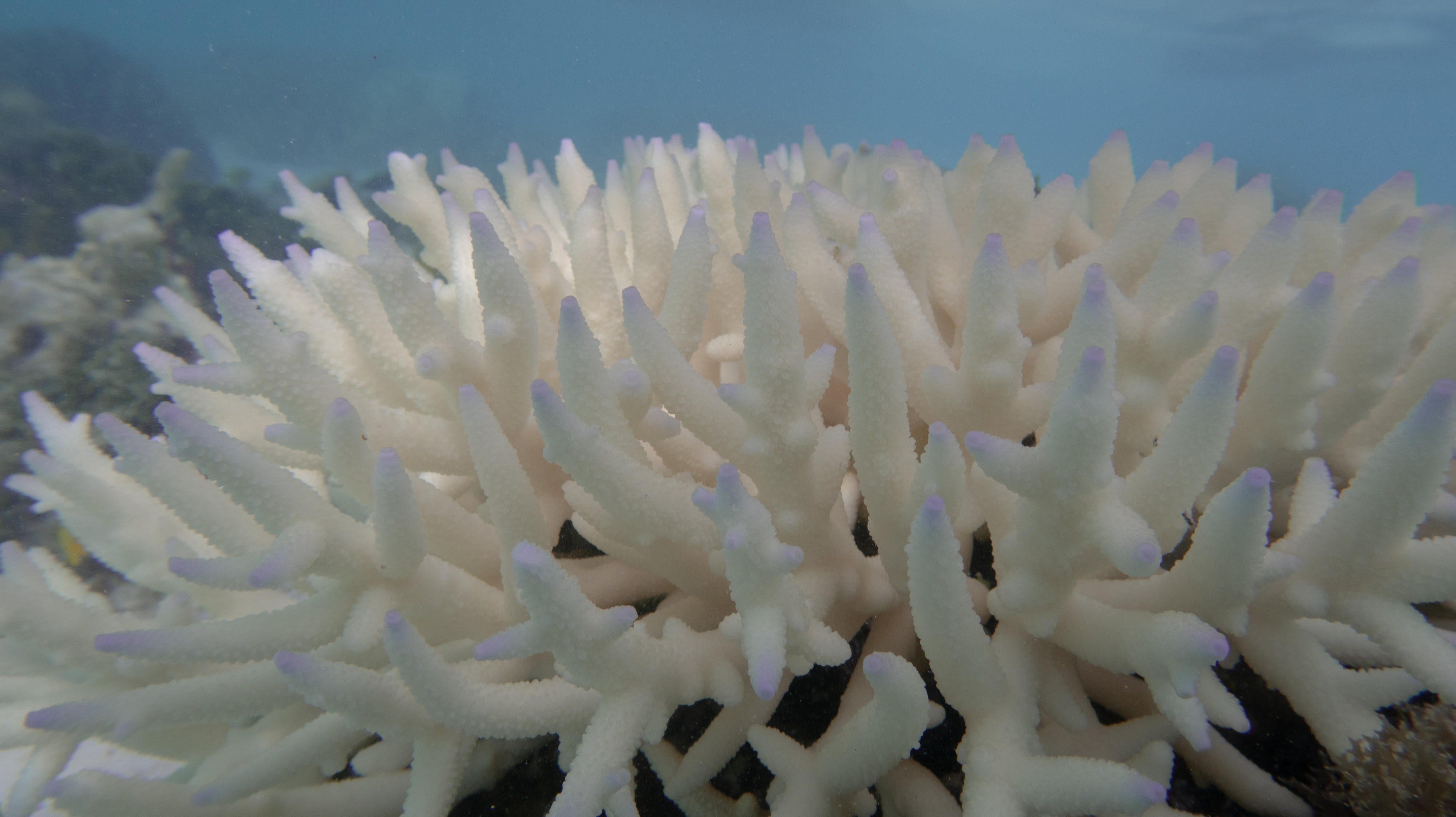 Recent heat extremes in the seas around Australia’s Great Barrier Reef are ‘unprecedented’ in the past 400 years