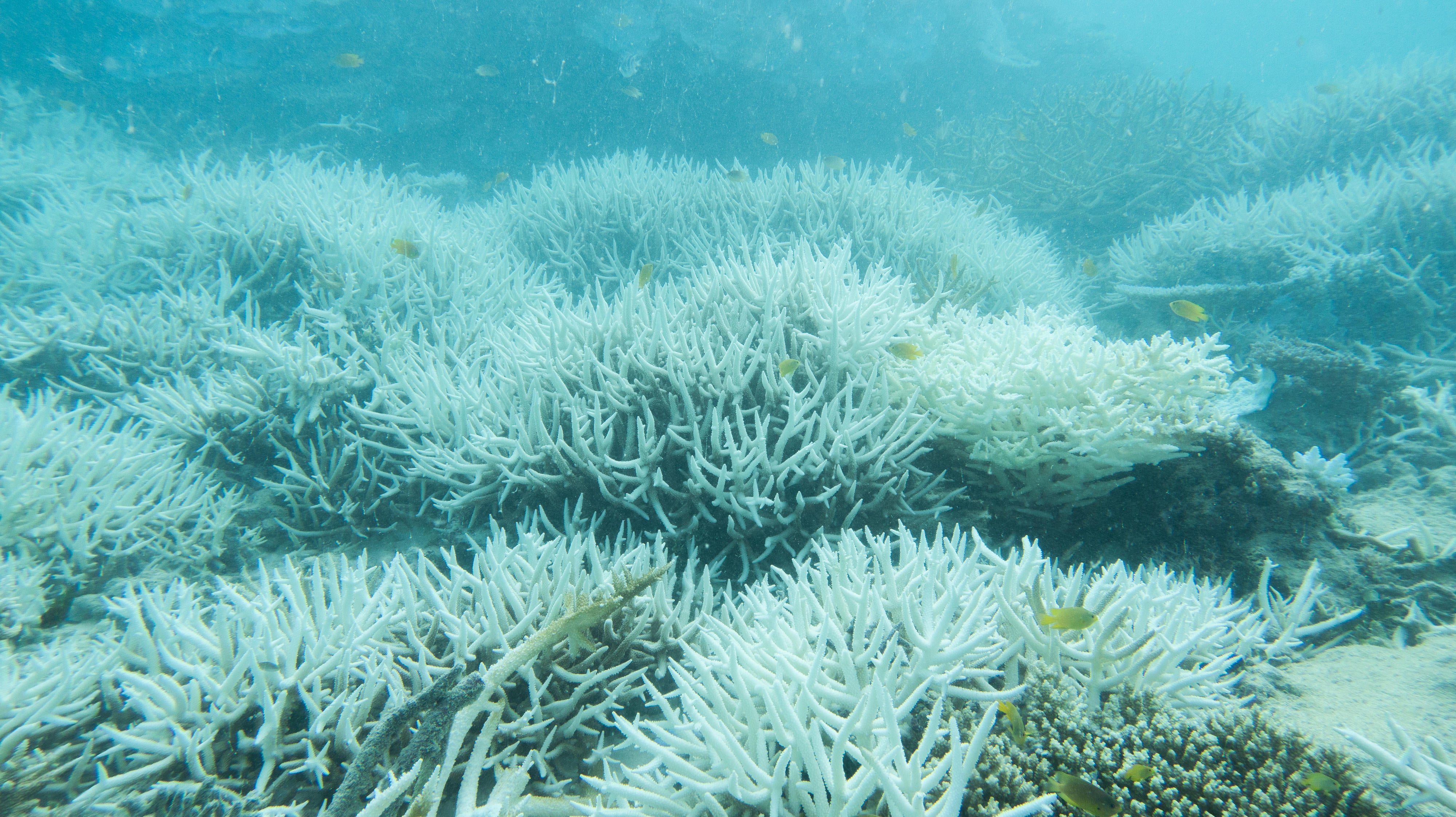 Bleached cora in the Great Barrier Reef