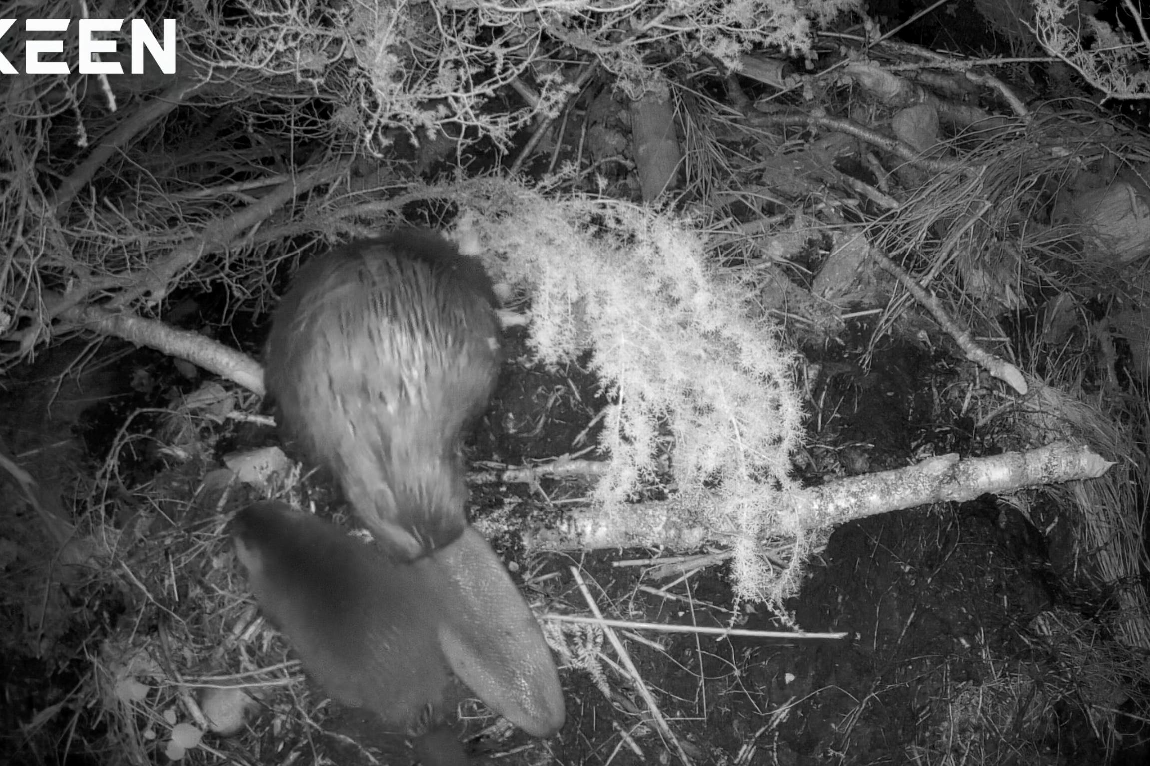 A newborn kit in the Cairngorms National Park pictured at night (Cairngorms National Park/PA)