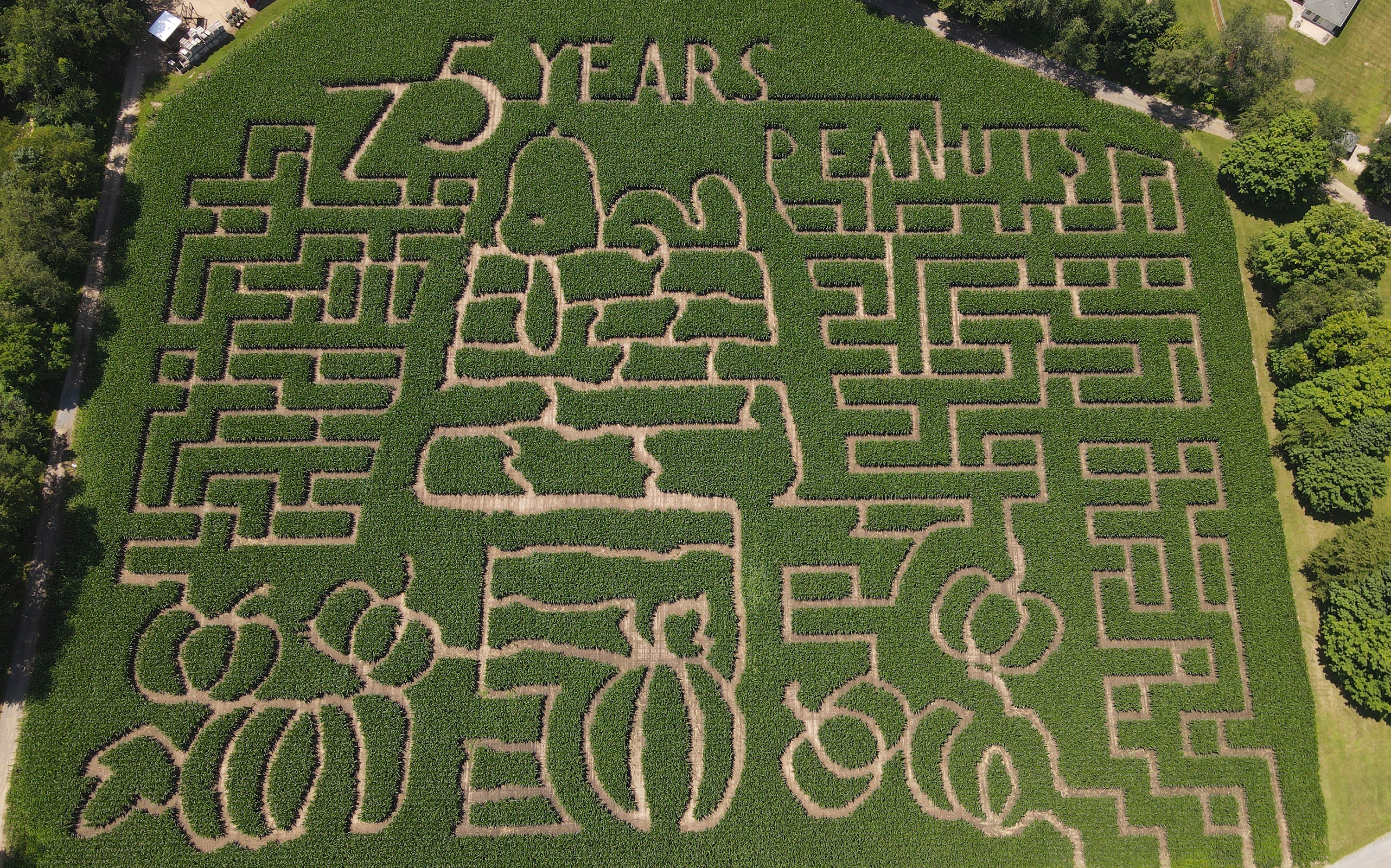 Comics-Peanuts-Corn Mazes