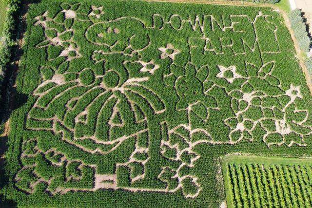 Comics-Peanuts-Corn Mazes