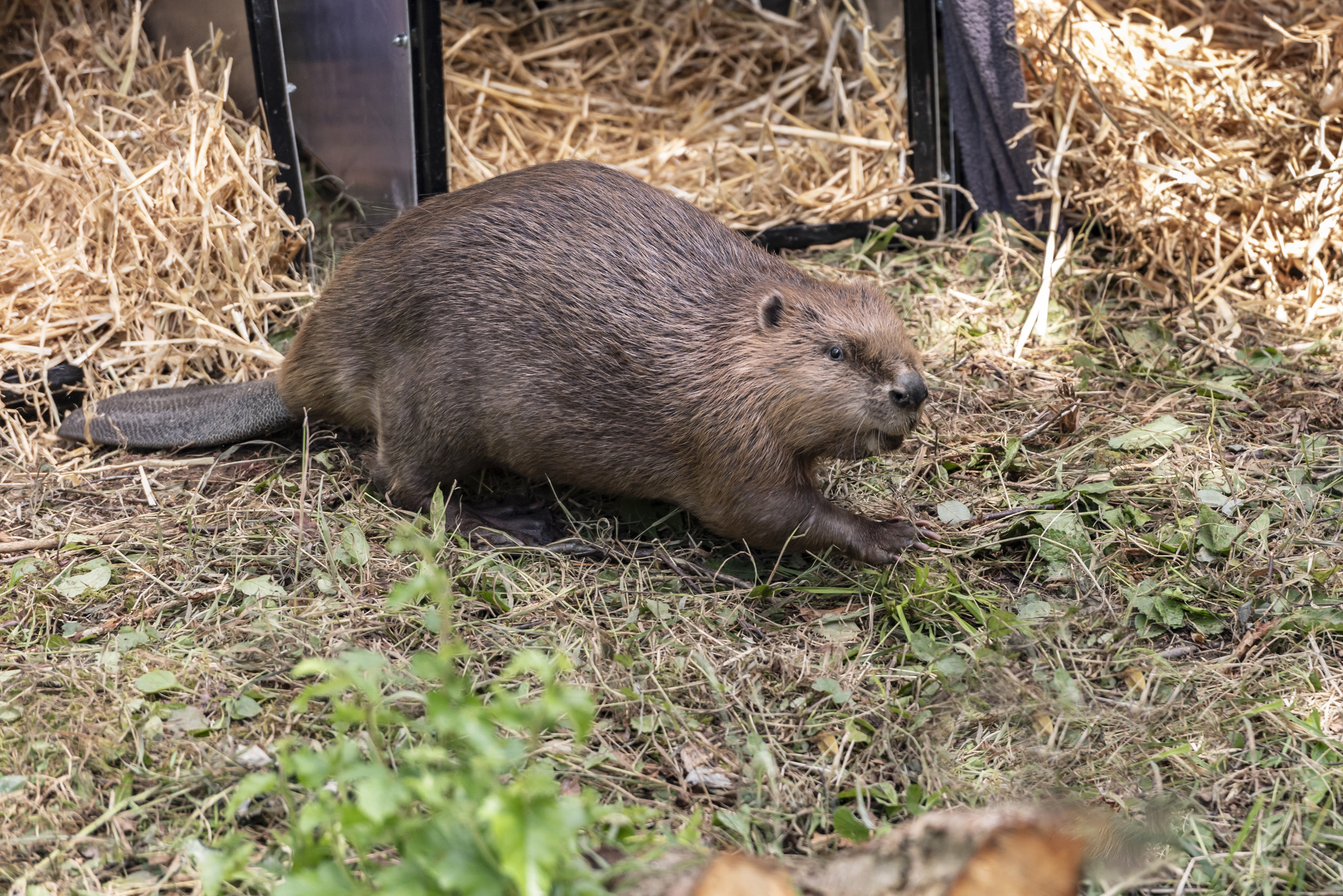 <p>Six pairs of beavers were relocated to the Cairngorms (National Trust/Harris/PA)</p>