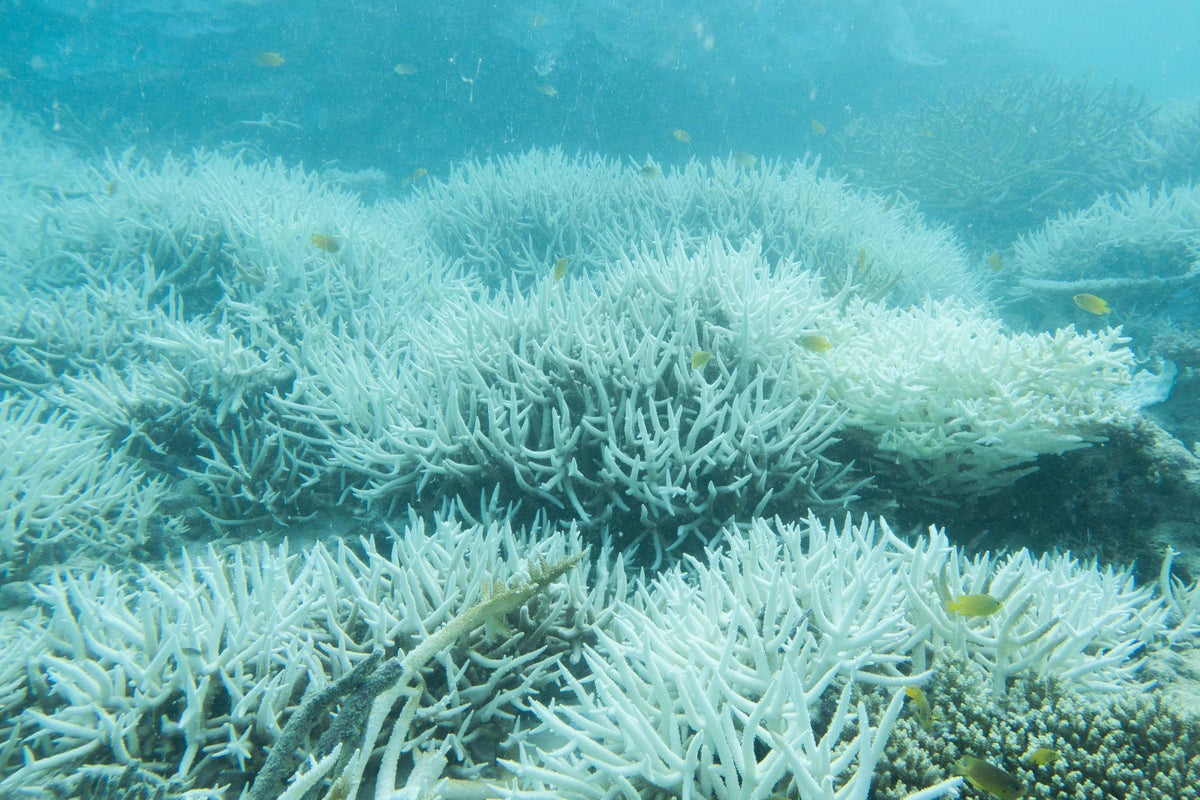 Great Barrier Reef threatened by unprecedented sea heat extremes, say scientists
