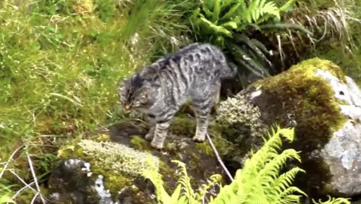 Elusive wildcat mother and kitten caught on camera in Scotland