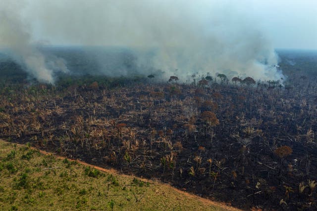 BRASIL-DEFORESTACIÓN