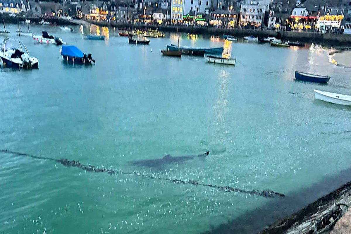 Children flee water screaming after 10ft shark swims into Cornwall harbour