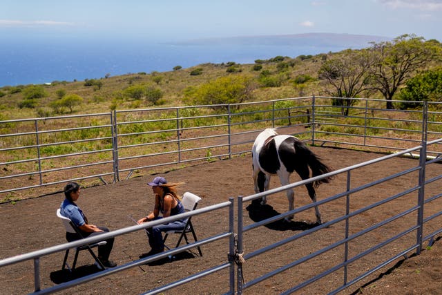 Philanthropy Hawaii Wildfire Equine Therapy