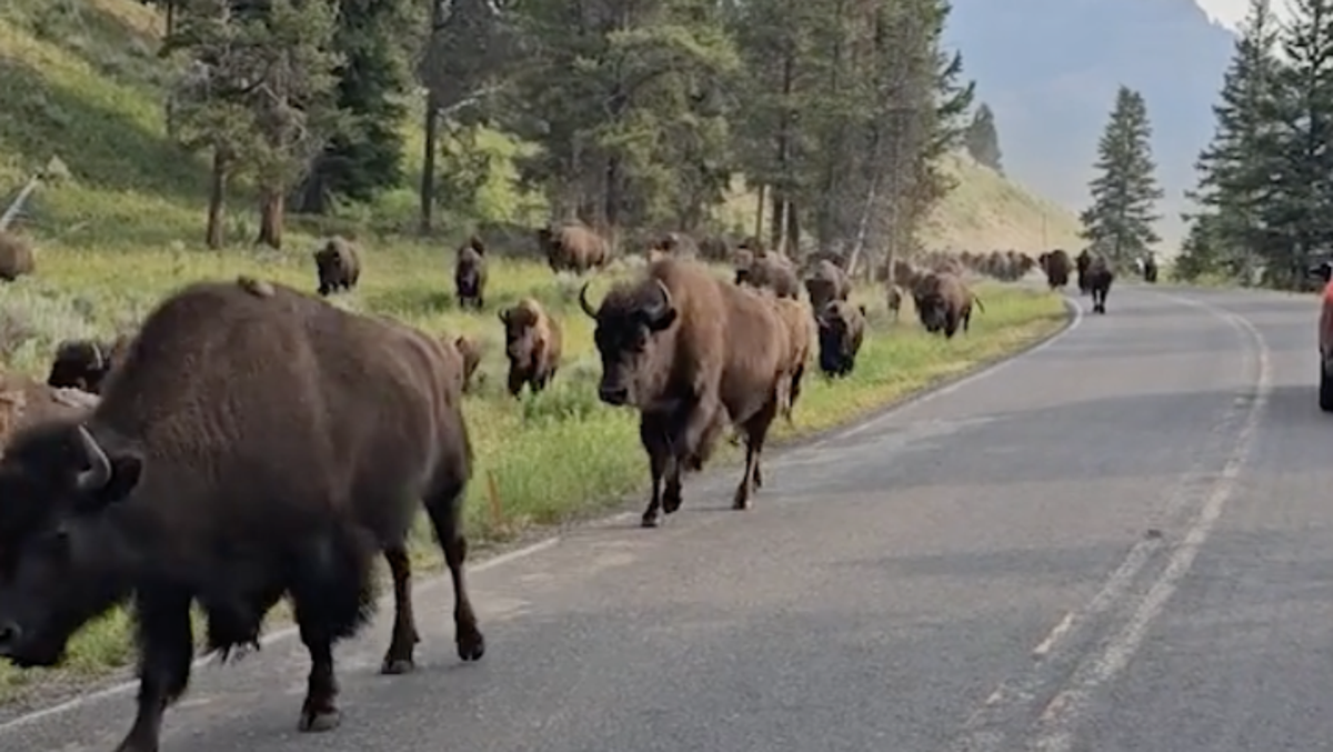 Moment bison stampede metres away from family’s car at Yellowstone National Park