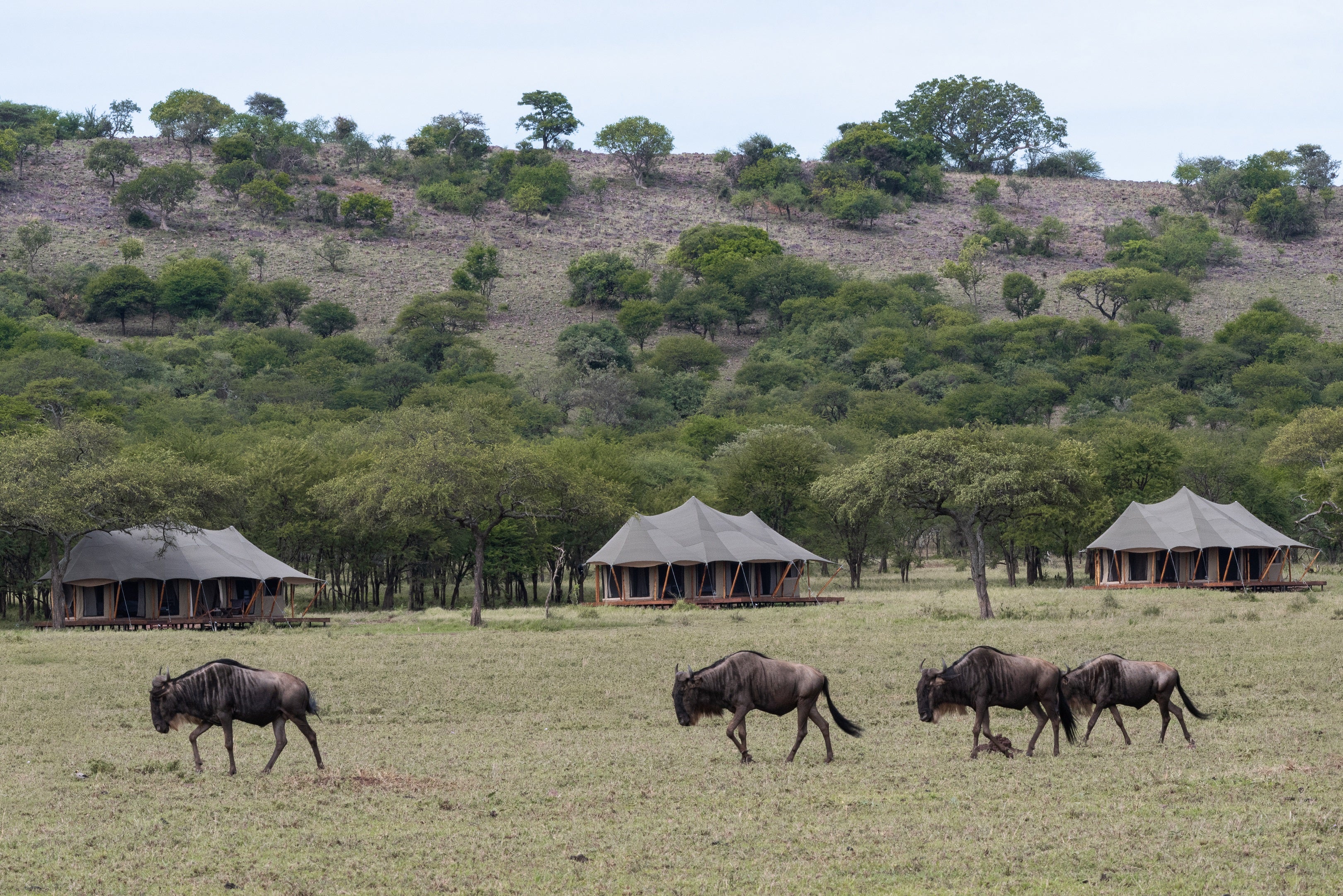 The wildebeest migrate from the Serengeti into the Masai Mara to follow the rainfall