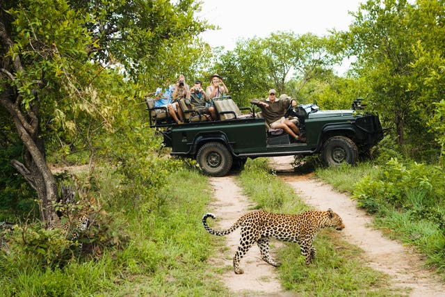 <p>South Africa is a popular spot to see animals in their natural habitats </p>