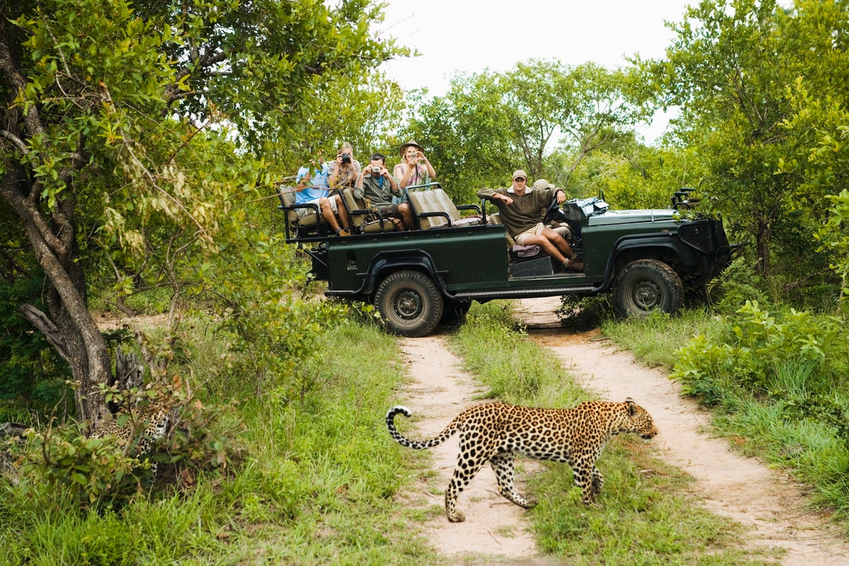 Is there such thing as an affordable safari? How to holiday in the wild without breaking the bank