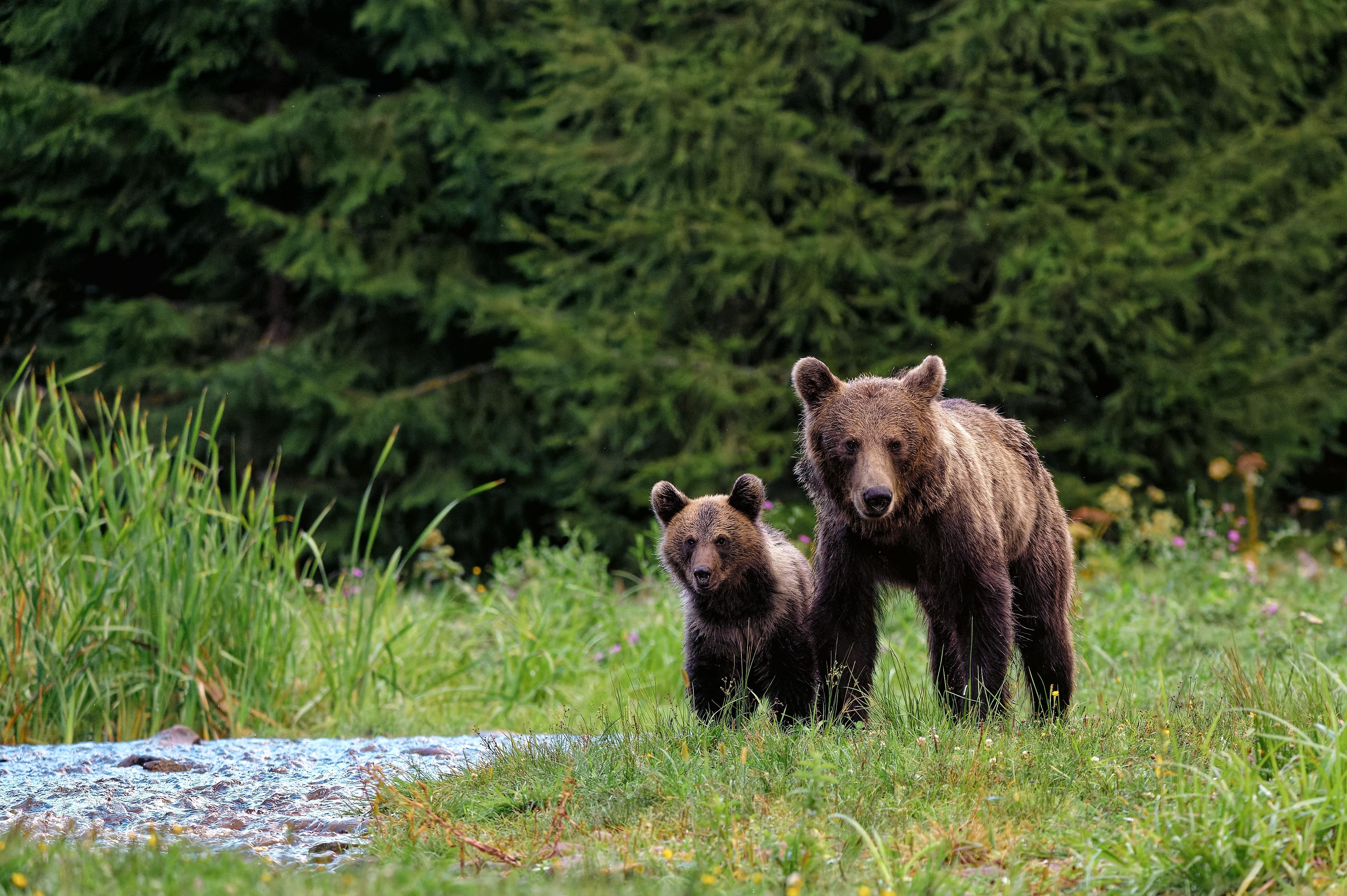 Passeie pelas montanhas dos Cárpatos, na Romênia, para avistar um ou dois mamíferos