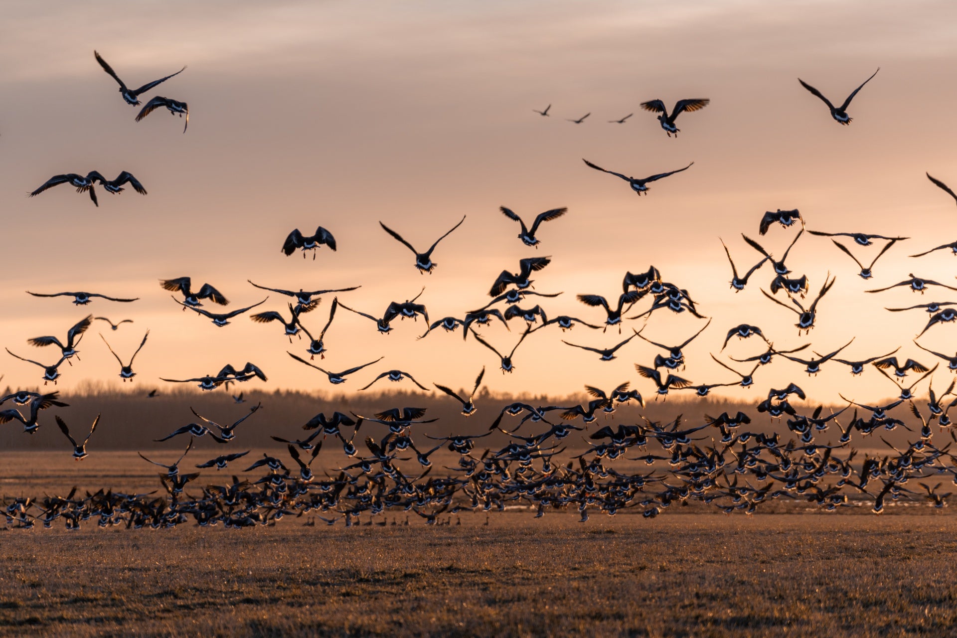 O Parque Nacional Matsalu é um dos locais europeus de observação de aves mais famosos