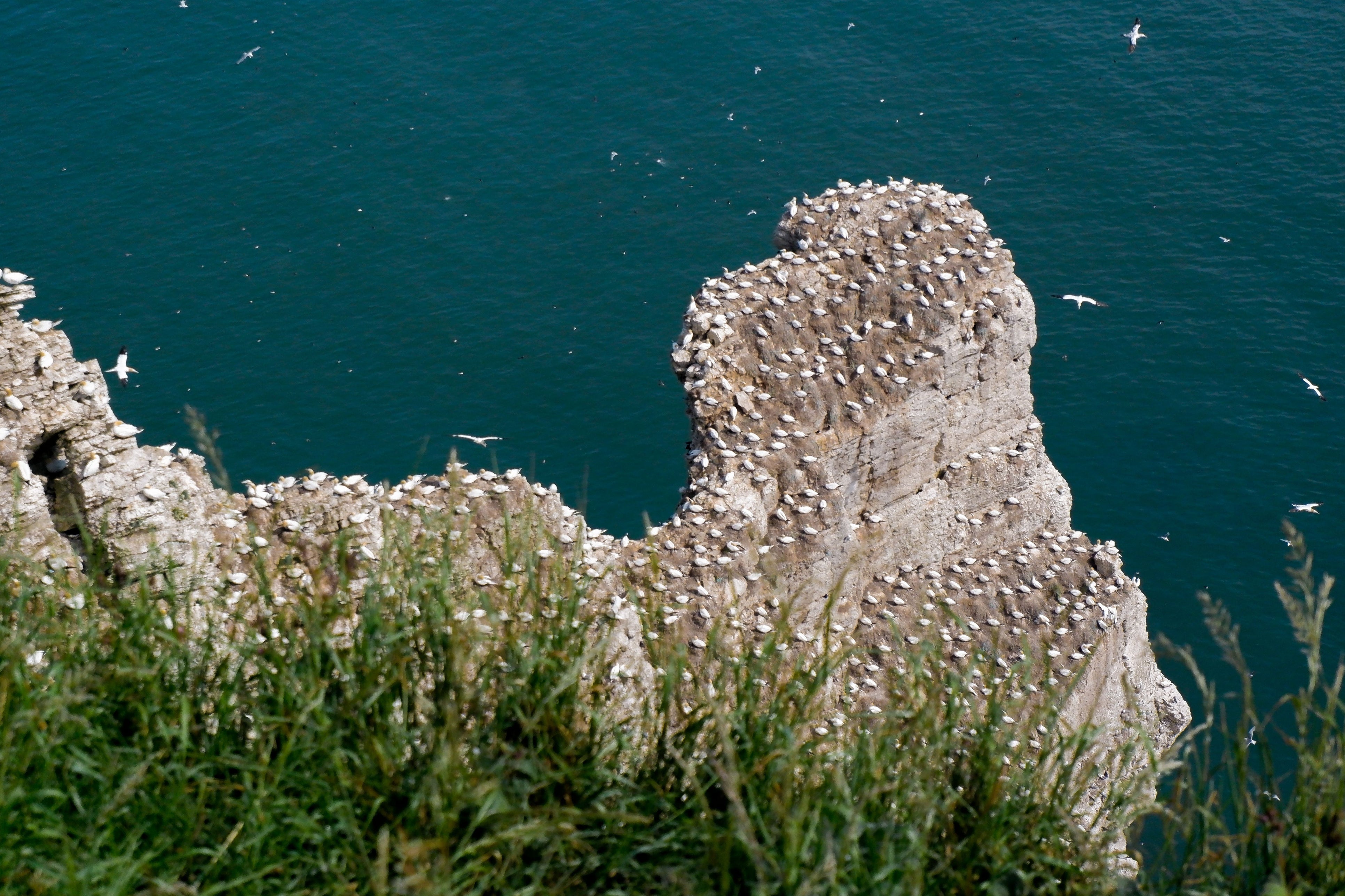 Bempton Cliffs in Yorkshire deliver a scenic view of gannets among other seabirds