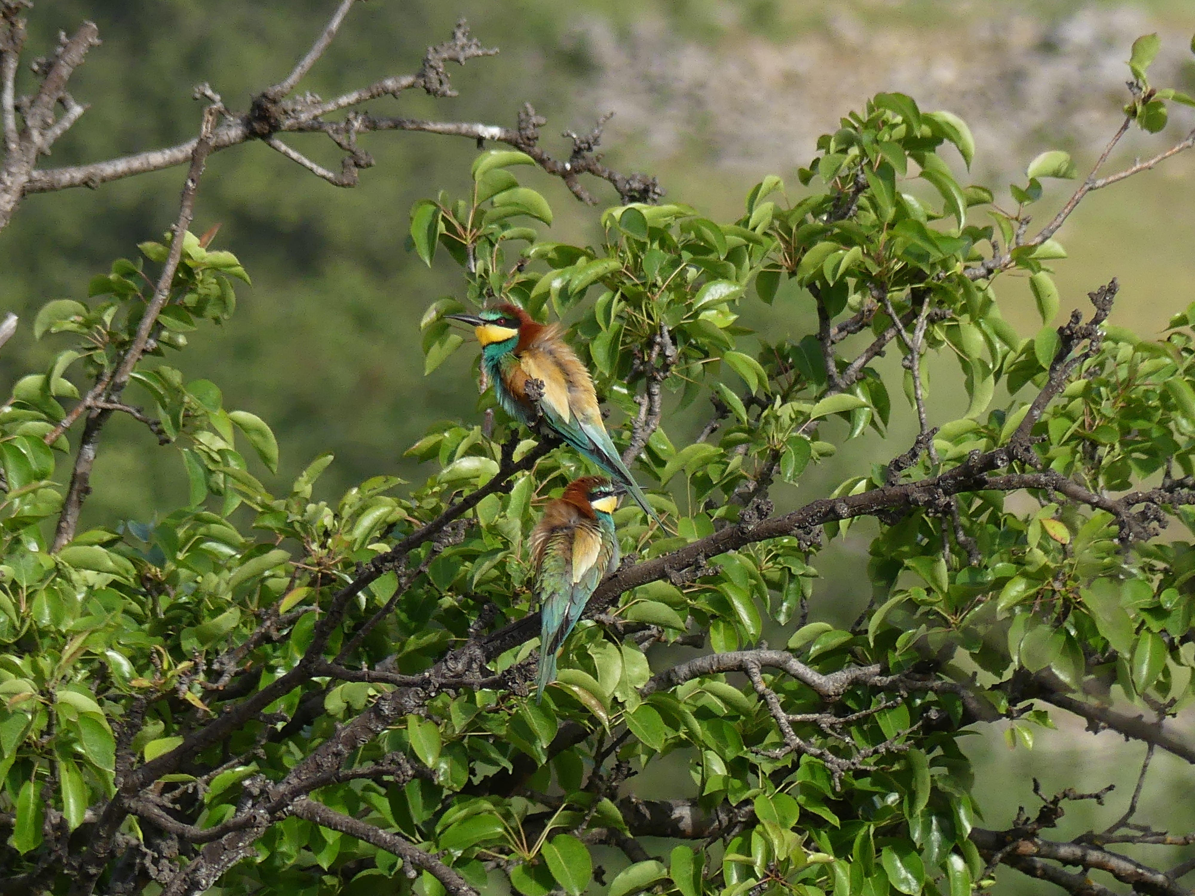 Colourful Eurasian bee-eaters can be spotted in Kas, Turkey