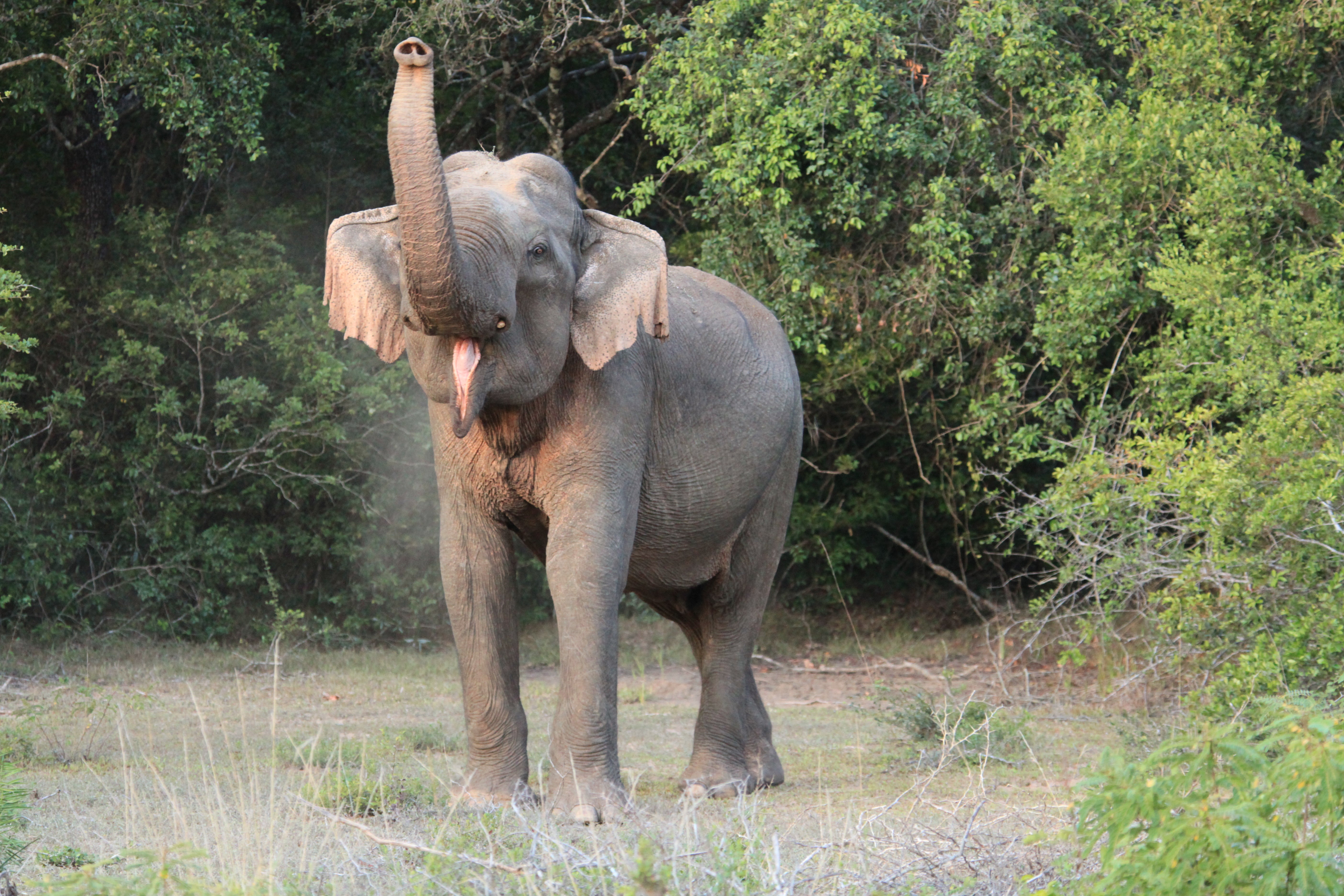 O Parque Nacional de Yala, no Sri Lanka, é o lugar ideal para um safári familiar para espionar elefantes