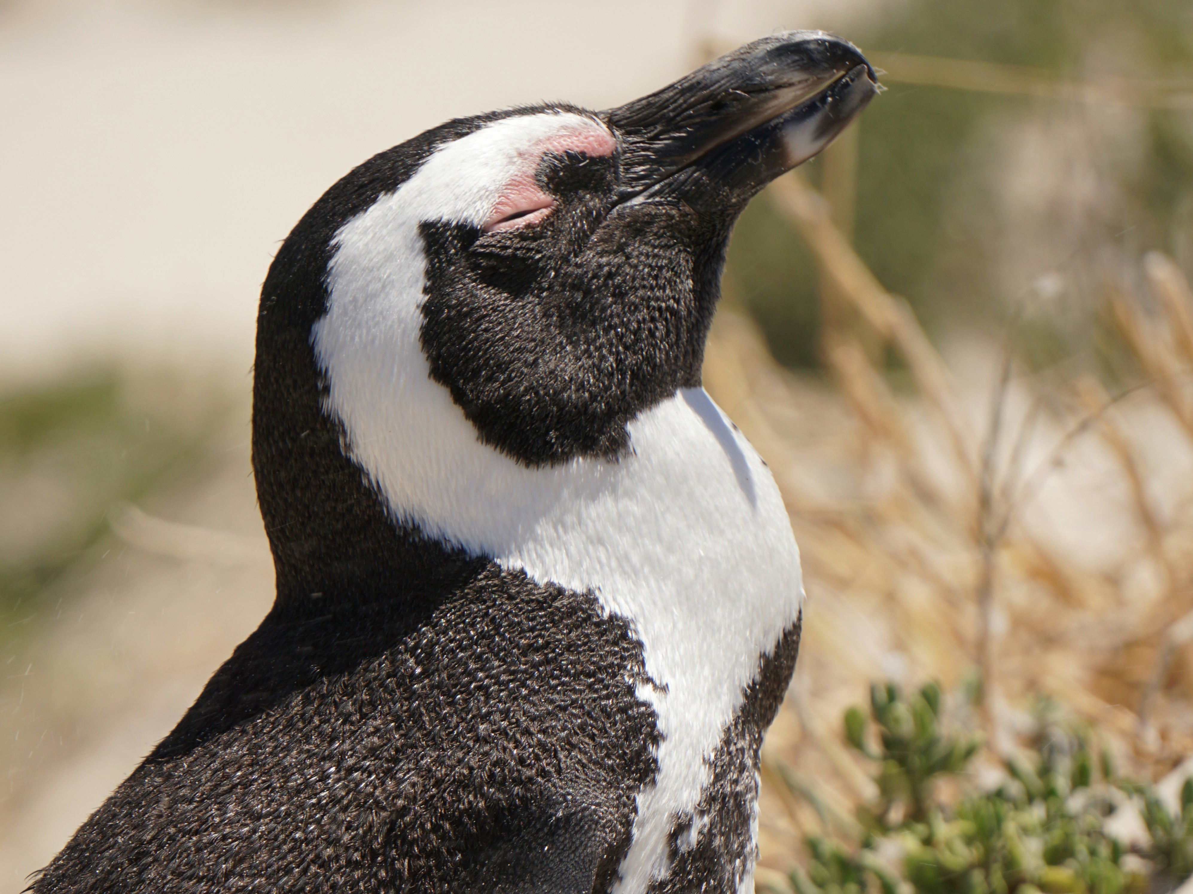 Aviste os pinguins da Cidade do Cabo durante uma estadia em um safari na África do Sul