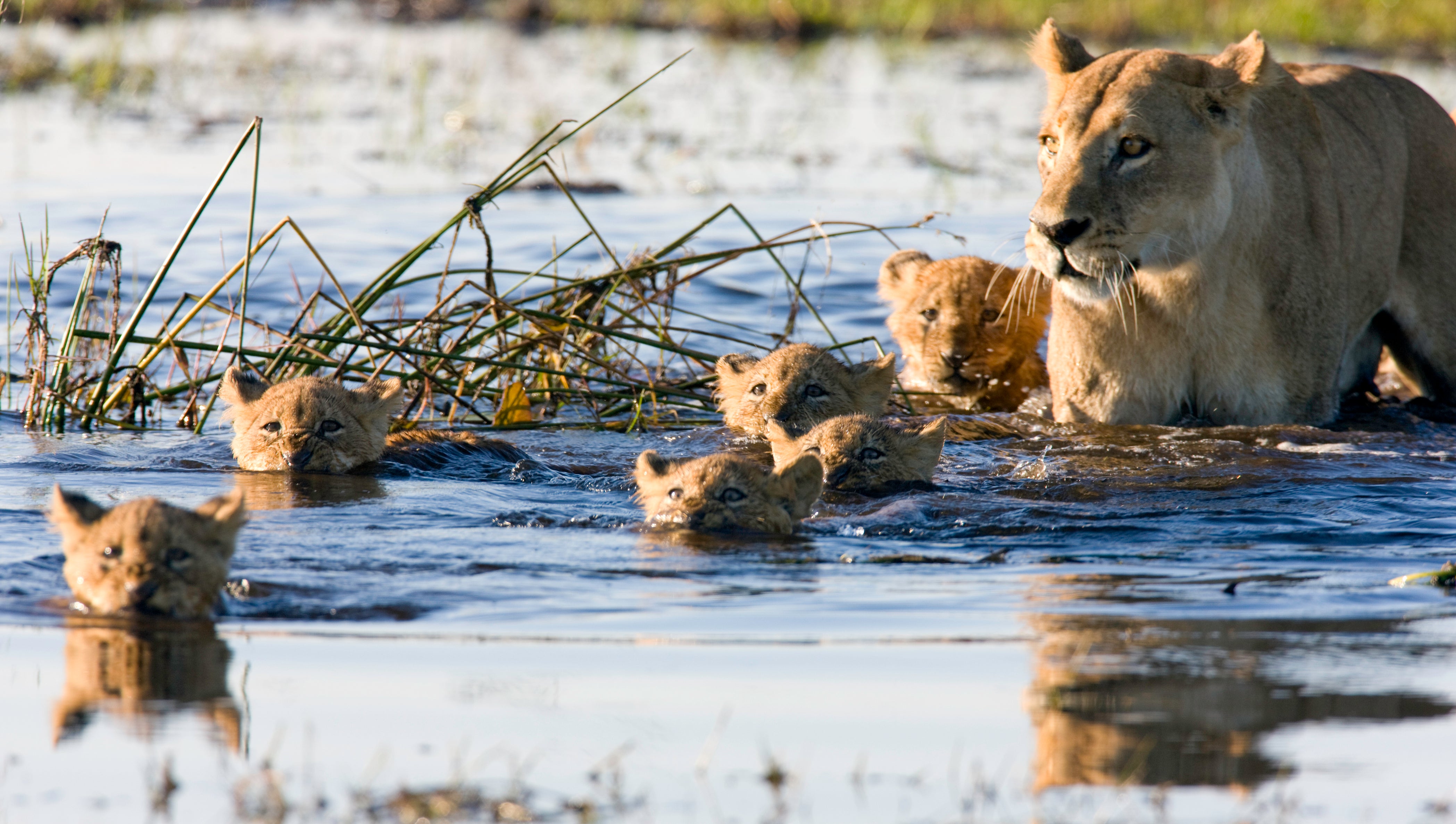 Lions in Okavango, Botswana, known for its romantic luxury camping operators