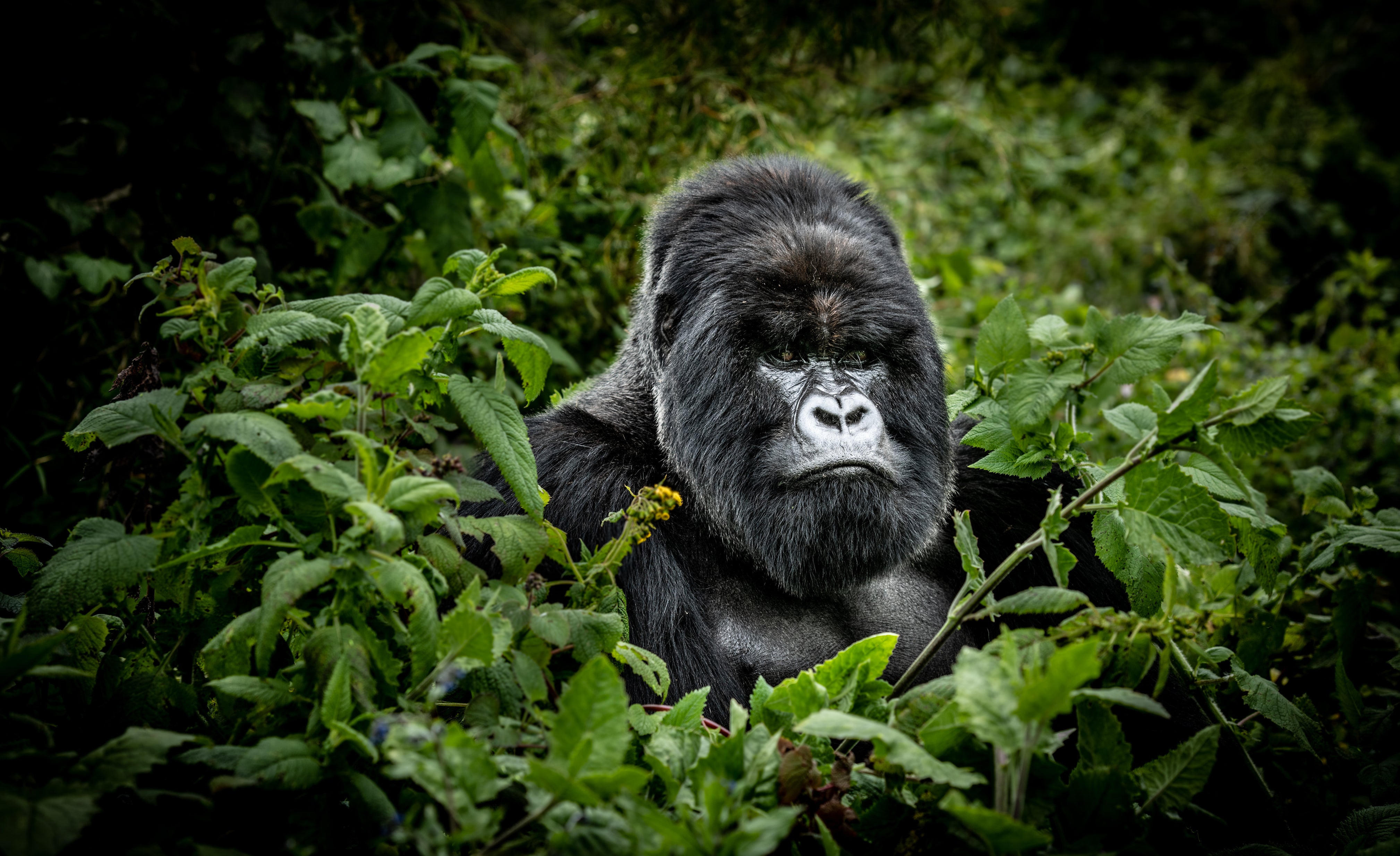 Gorilla tracking in Volcanoes National Park, Rwanda, is one of the most sought-after safaris