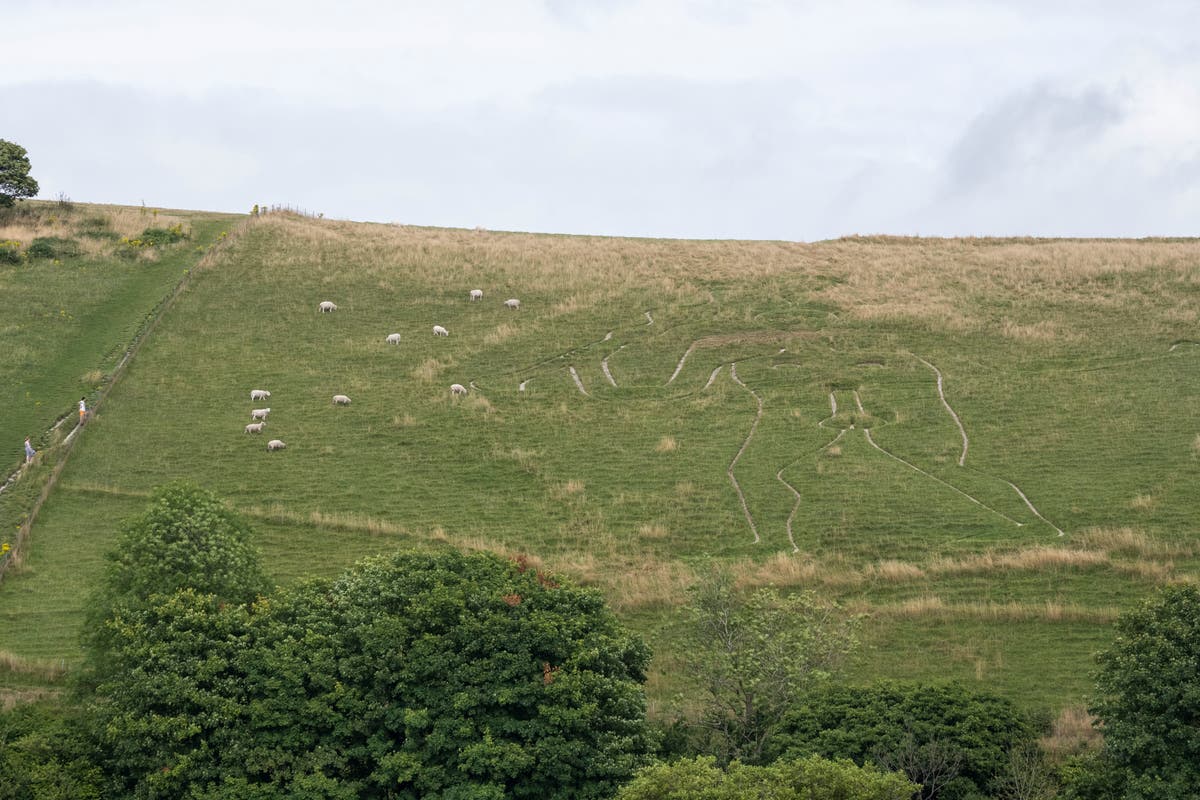 Tourists upset after Cerne Abbas Giant’s penis is hidden by grass