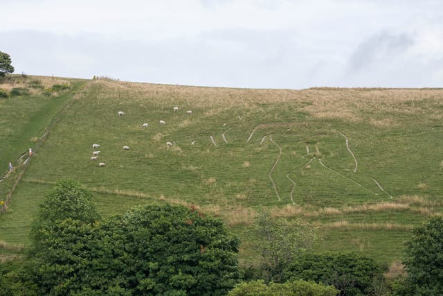 <p>The Cerne Abbas Giant and his notable appendage has not been able to be seen by visitors after grass has grown after a wet summer, however, sheep can be seen on the hillside to help reduce grass growth </p>