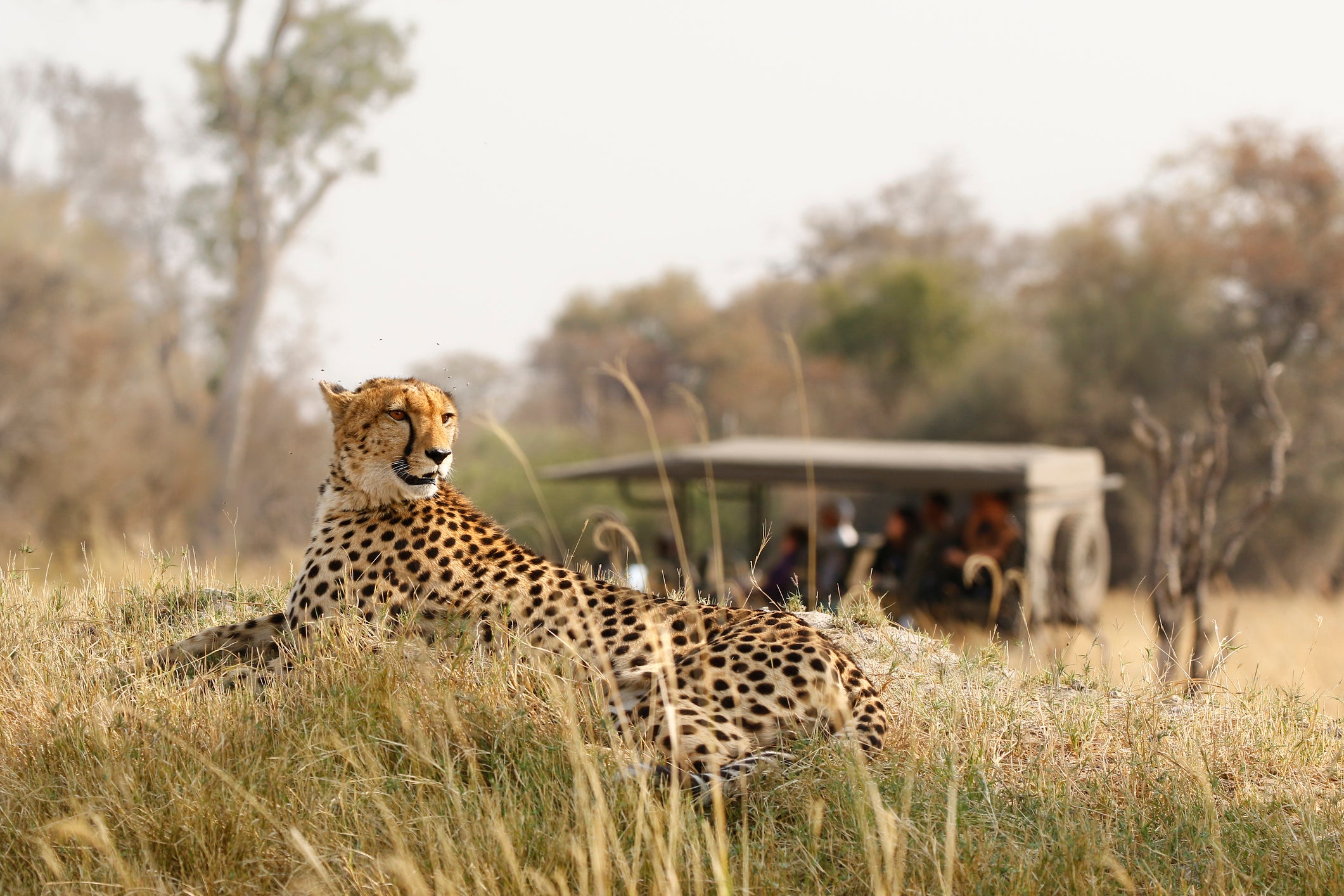 From luxury camps to budget-friendly tours, there’s a multitude of safari experiences to choose from