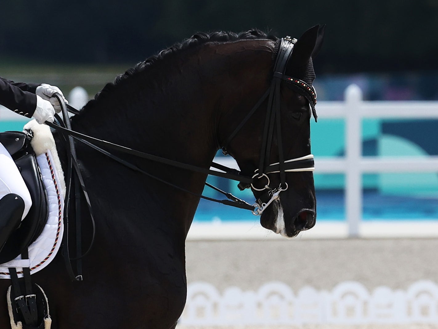 Some horses were seen with a white substance apparently covering their mouths