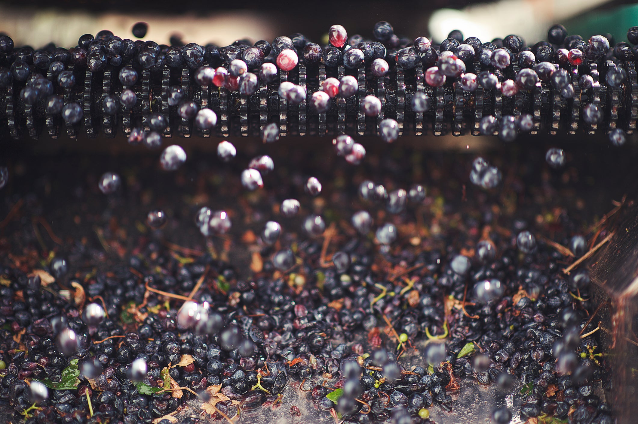 Fomentation process: some excitable young fruit throw themselves into the melee