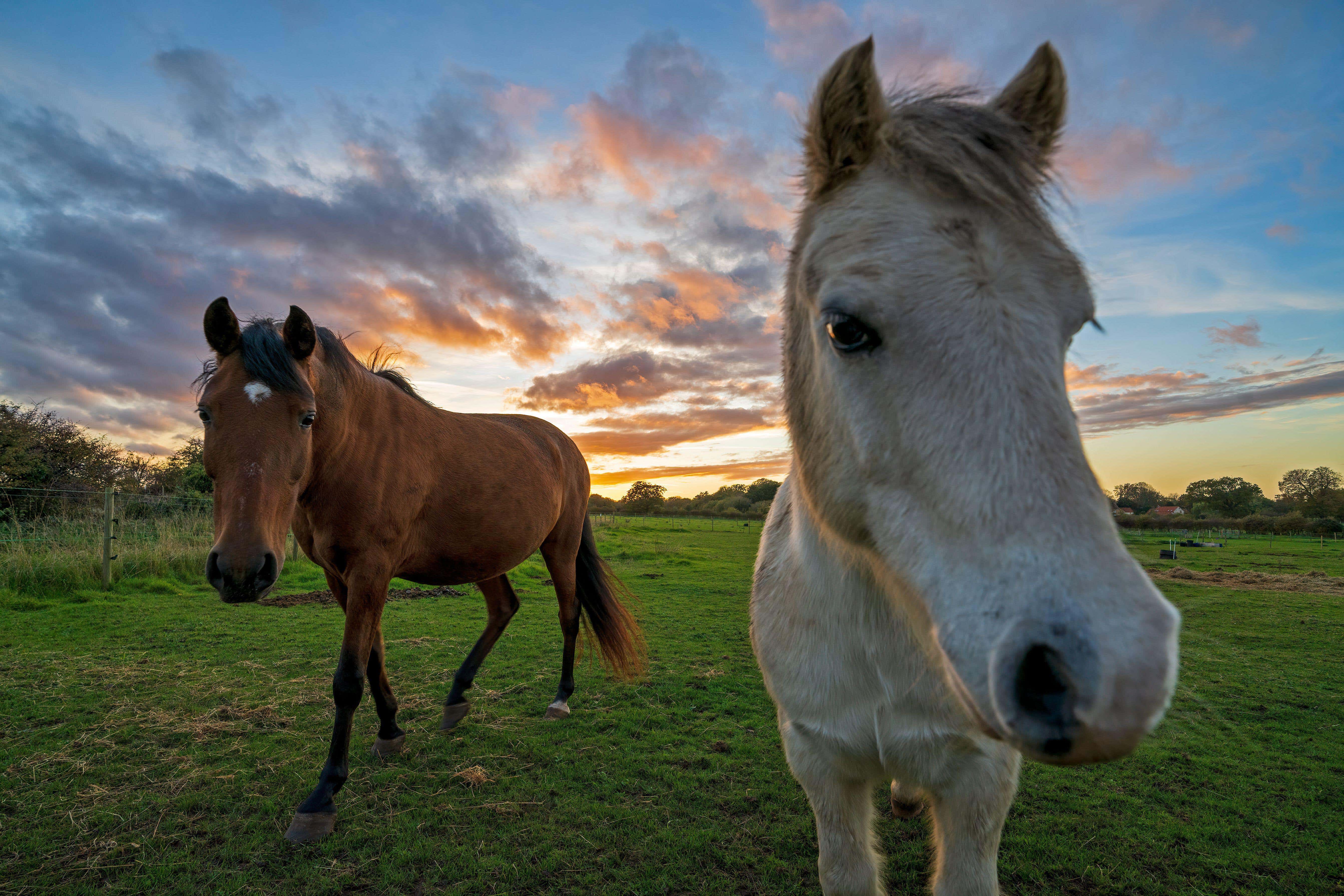 Horses much more intelligent than thought, scientists believe (Lisa Geoghegan/Alamy)