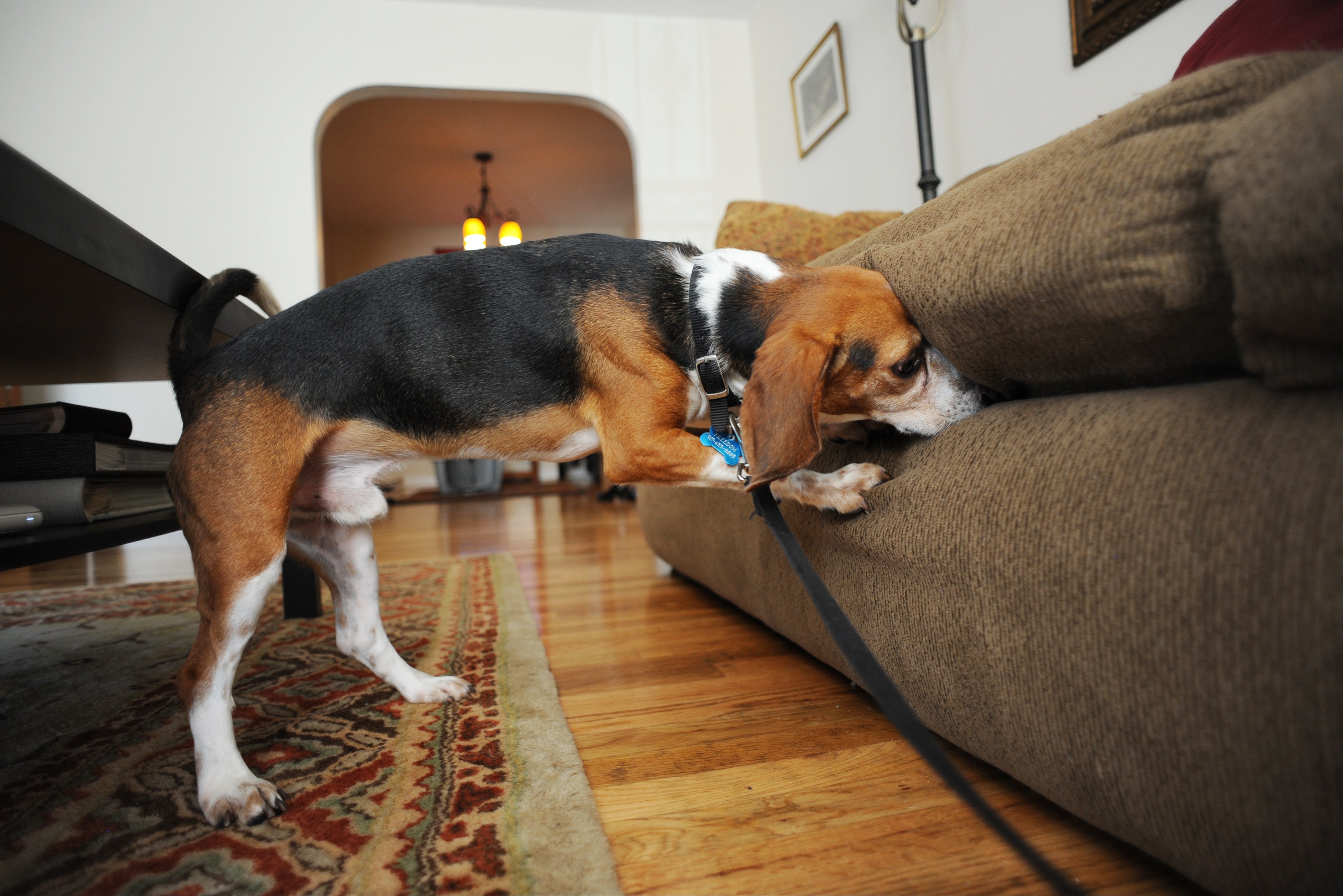 Beagles are being trained to sniff out the bugs, though so far South Korea has only one