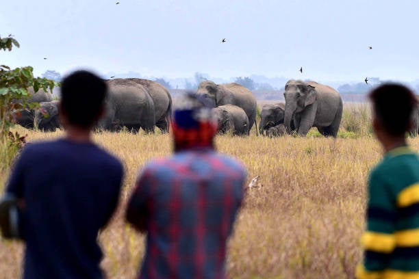 People watch a herd of wild Asiatic elephants wander through a paddy field at a village in Nagaon district of Assam, on 7 December 2023