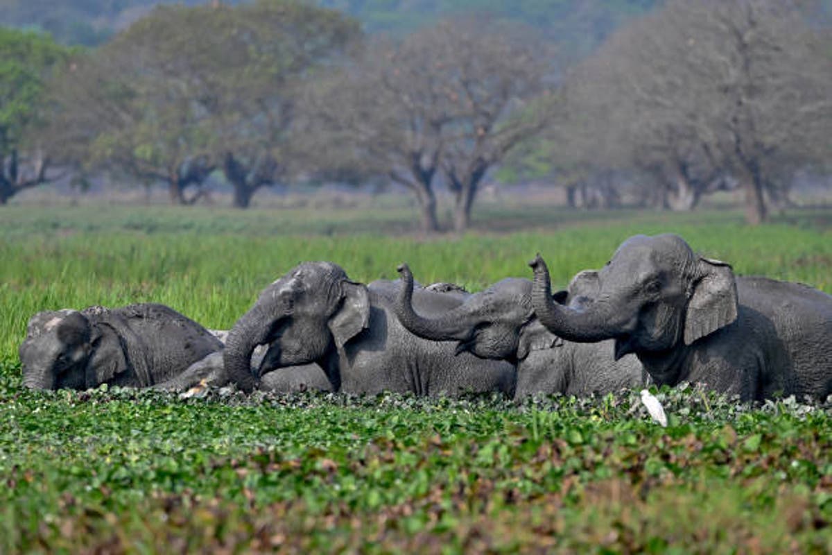 App that alerts humans to movement of wild elephants launched in India