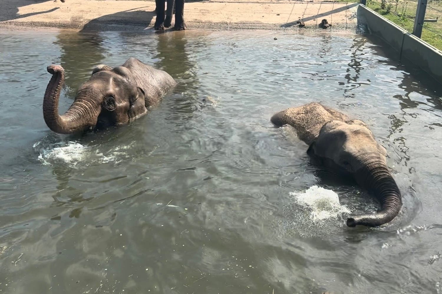 Pregnant elephants at Blackpool Zoo enjoy a dip in the pool (Blackpool Zoo/PA)