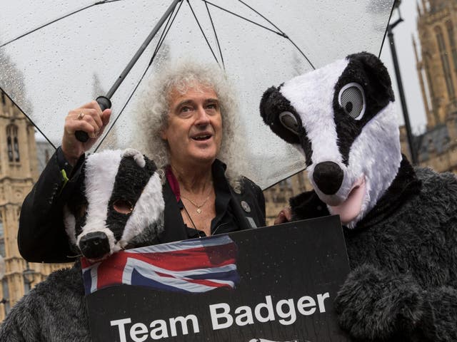 <p>The Queen guitarist has said people will look back at the culling of badgers as one of the biggest, costliest errors ever </p>