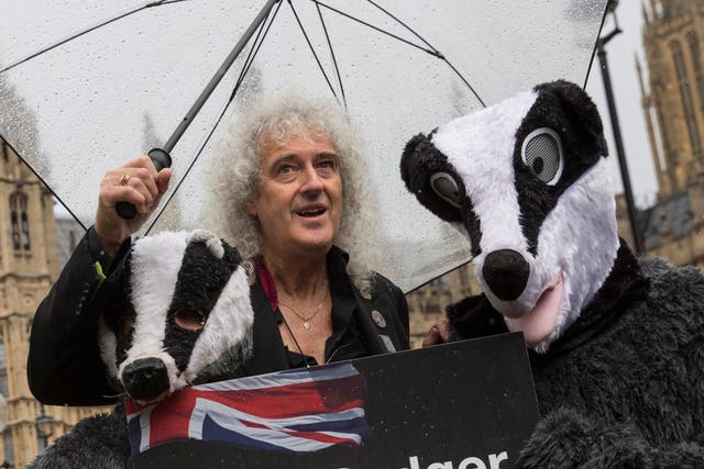 <p>The Queen guitarist has said people will look back at the culling of badgers as one of the biggest, costliest errors ever </p>