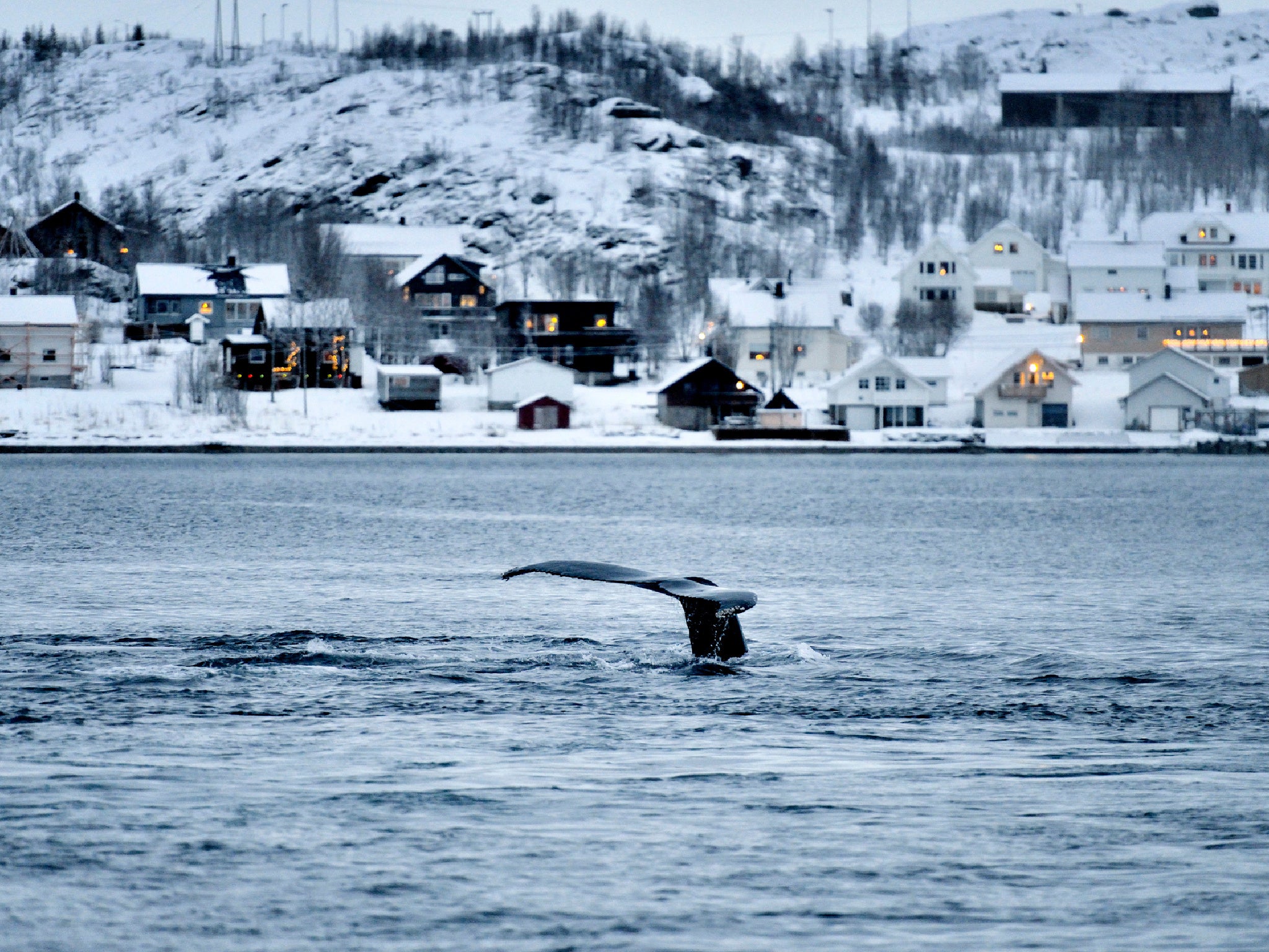 Cruises departing in October promise a strong chance of seeing whales en route