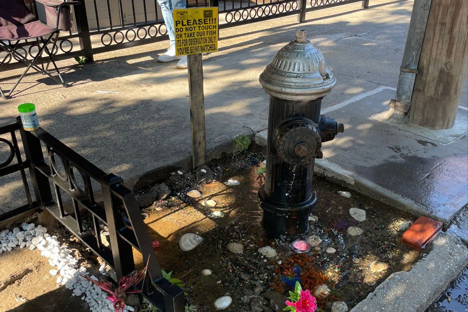 The small puddle initially contained more than 100 pet-store goldfish, bought for $16