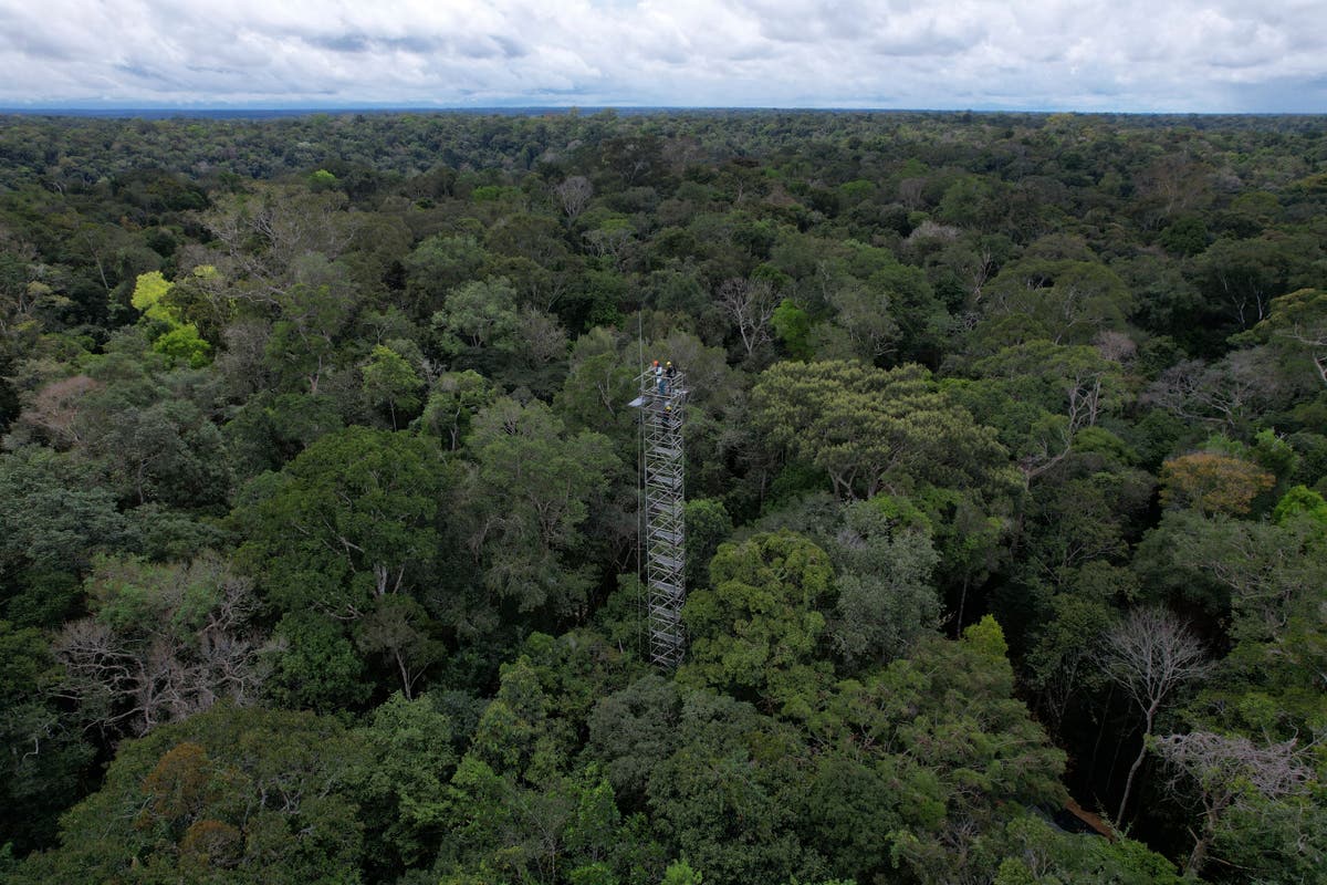 Amazon rainforest stores carbon for the world, but this carbon sink is at risk, a study finds