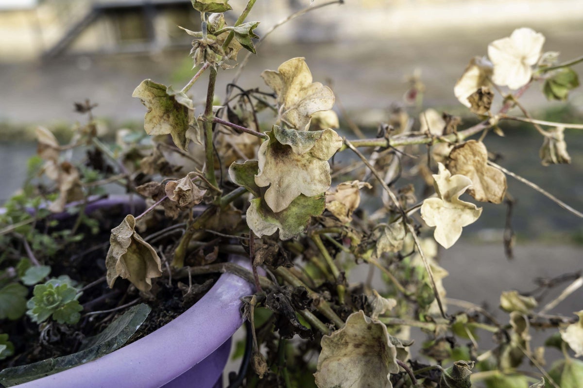 How to fix your garden after you have come back from holiday