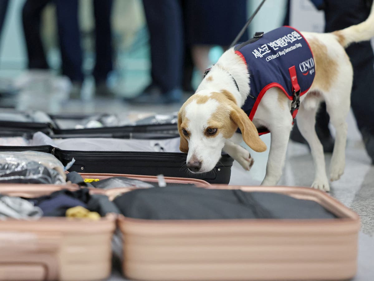 South Korea deploys bedbug sniffer dog at main airport to keep away critters from Paris Olympics