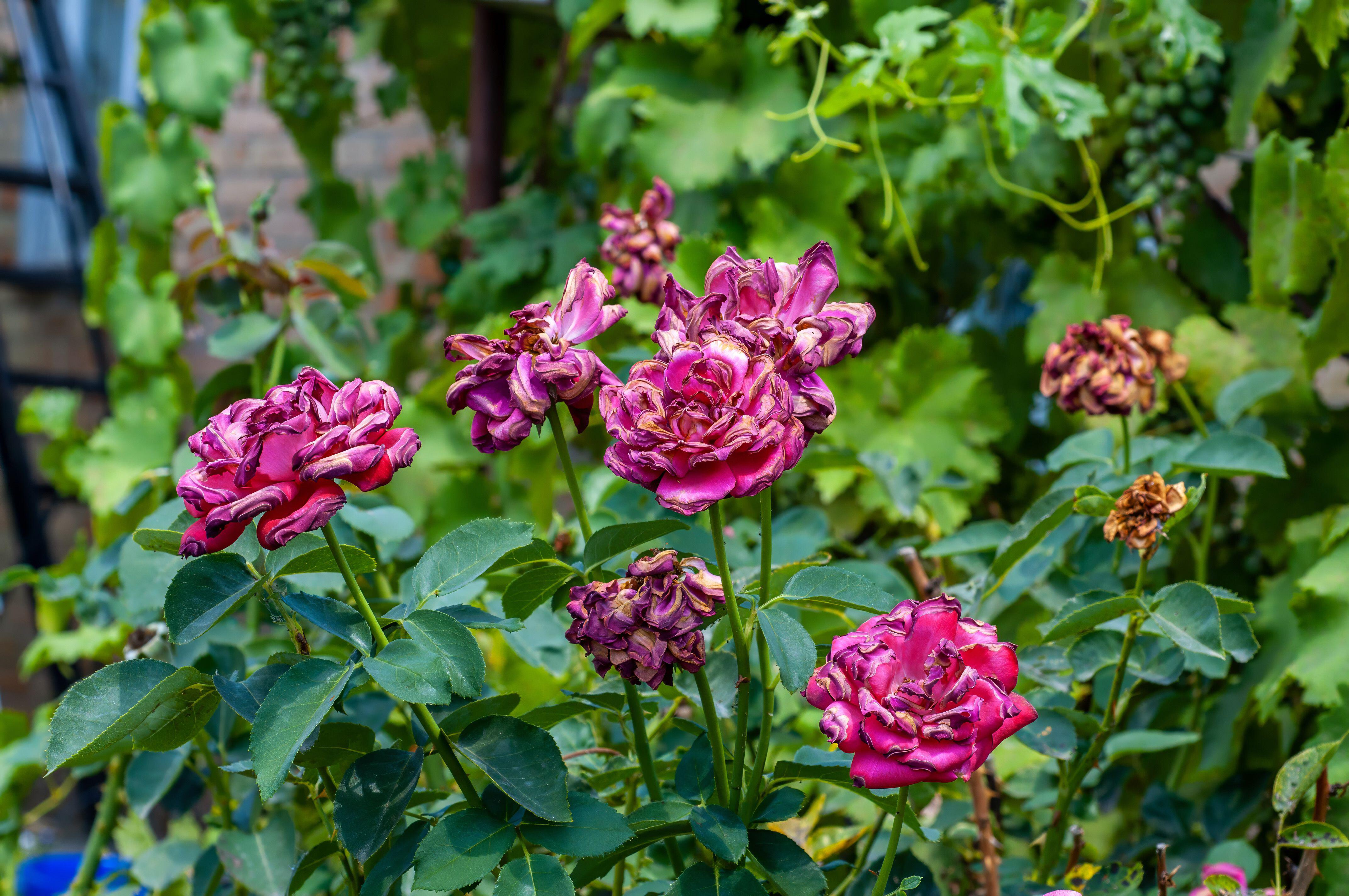 Heat and drought-stricken roses with wilted and burnt petals (Alamy/PA)